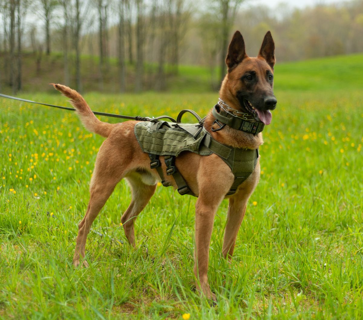 Modern icon dog clearance collar